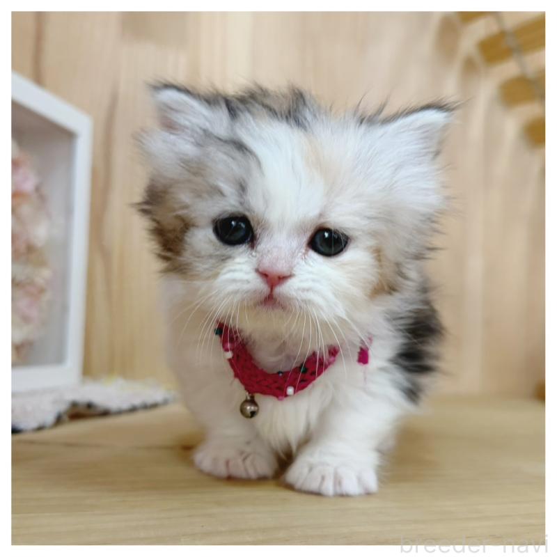 販売中の長野県のミヌエット(短足)-136229の7枚目