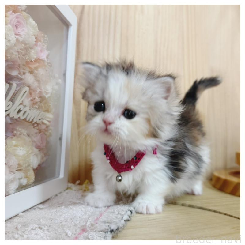 販売中の長野県のミヌエット(短足)-136229の6枚目