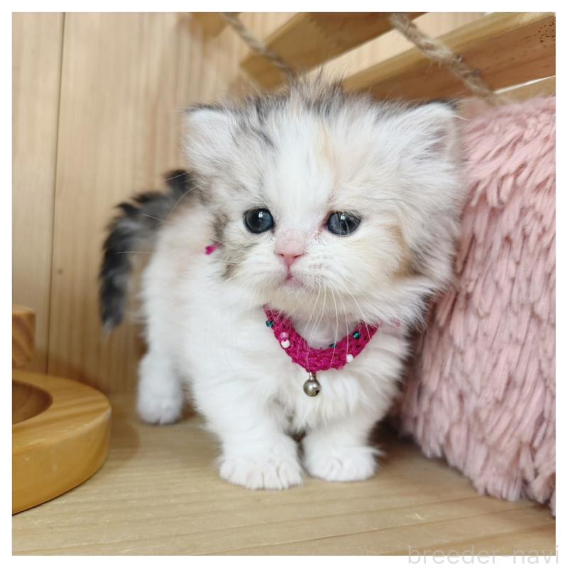 販売中の長野県のミヌエット(短足)-136229の5枚目