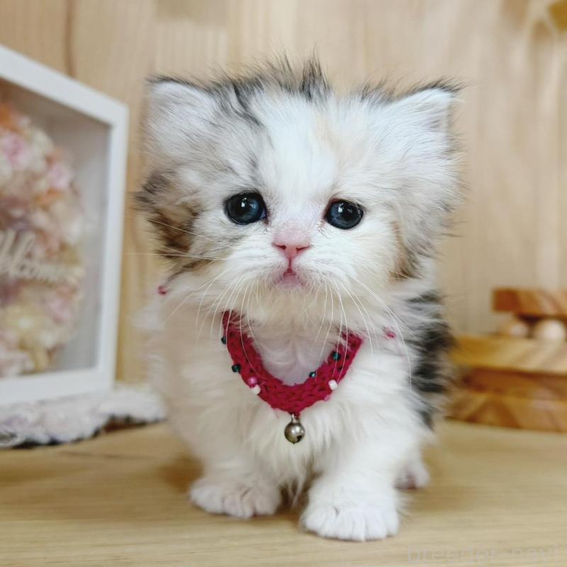 販売中の長野県のミヌエット(短足)-136229の4枚目