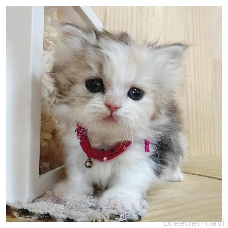 販売中の長野県のミヌエット(短足)-136229の3枚目