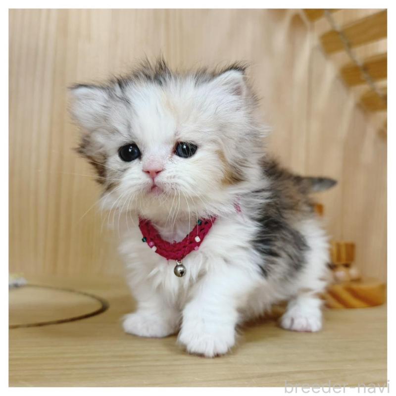 販売中の長野県のミヌエット(短足)-136229の2枚目