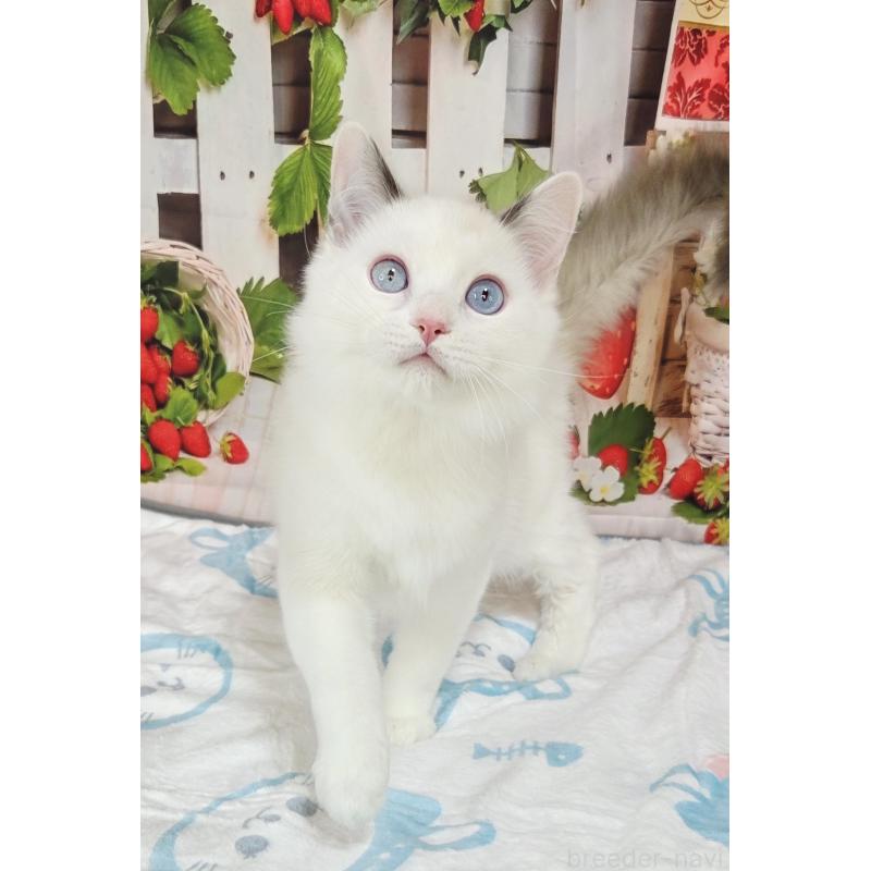 商談中の奈良県のラグドール-134468の8枚目