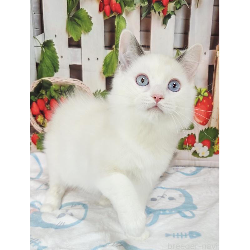 商談中の奈良県のラグドール-134468の7枚目