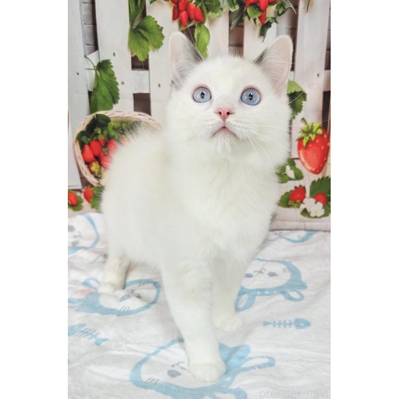 商談中の奈良県のラグドール-134468の6枚目