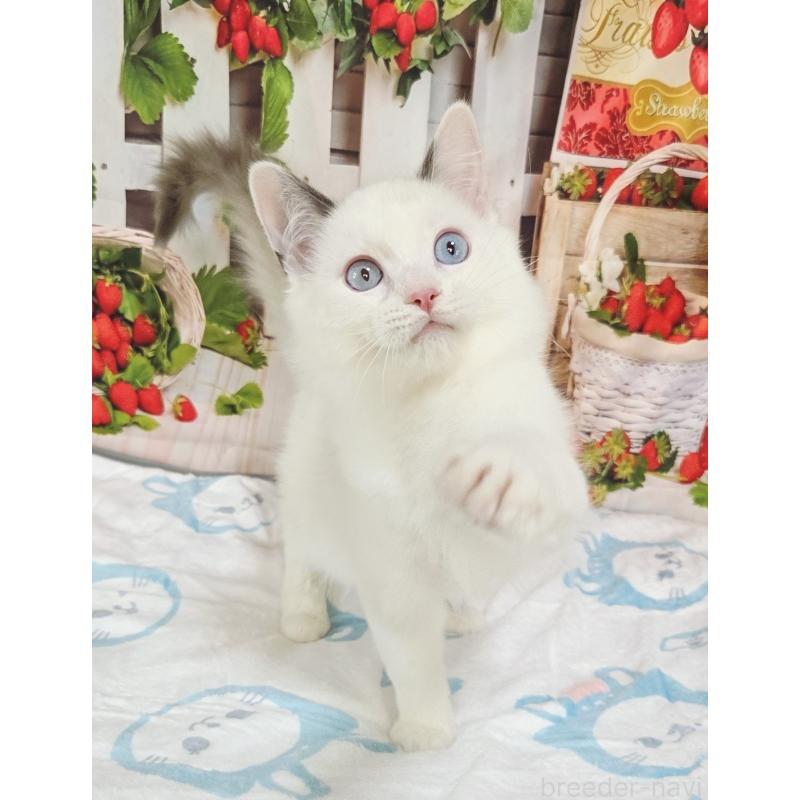 販売中の奈良県のラグドール-134468