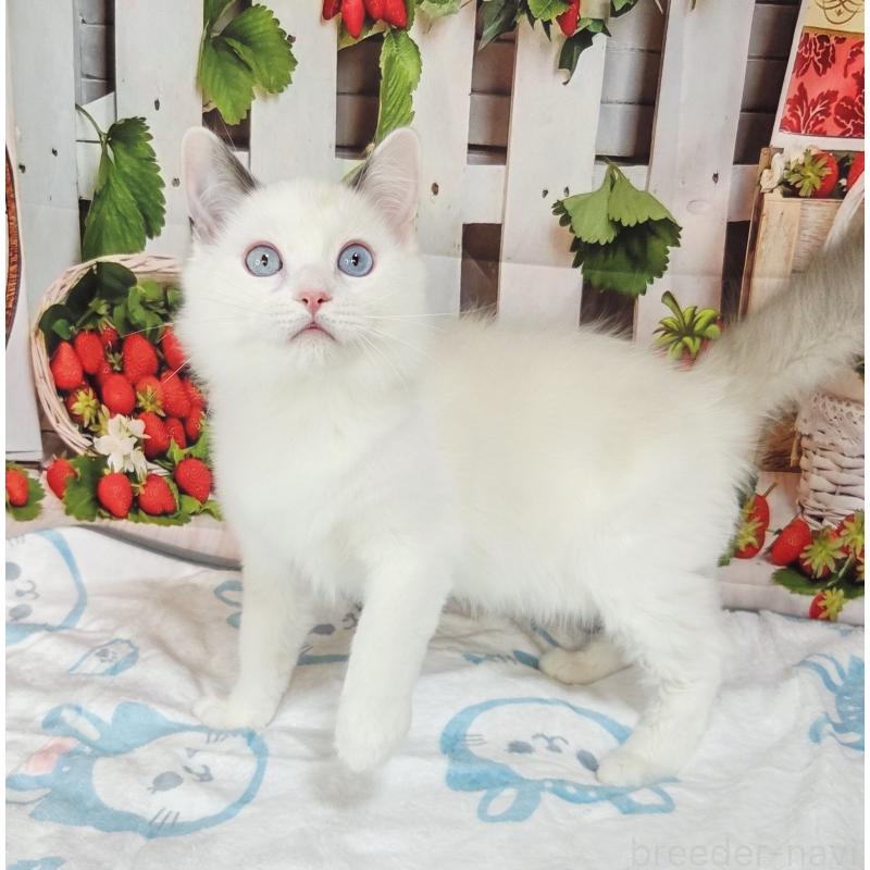 商談中の奈良県のラグドール-134468の4枚目