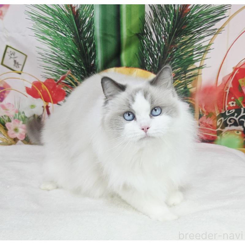 販売中の奈良県のラグドール-131857の2枚目
