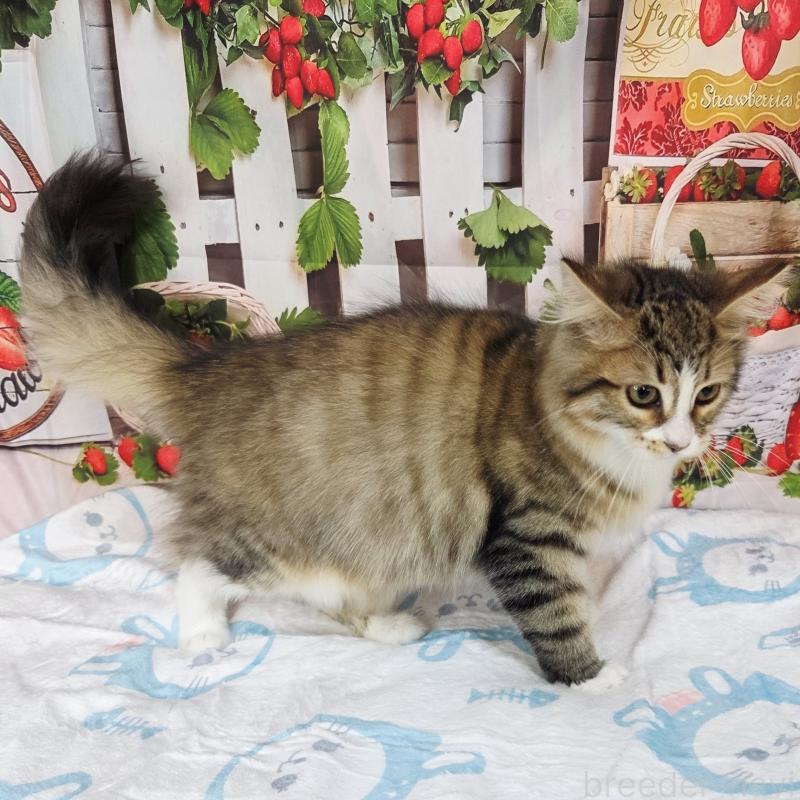 販売中の奈良県のサイベリアン-132474の10枚目