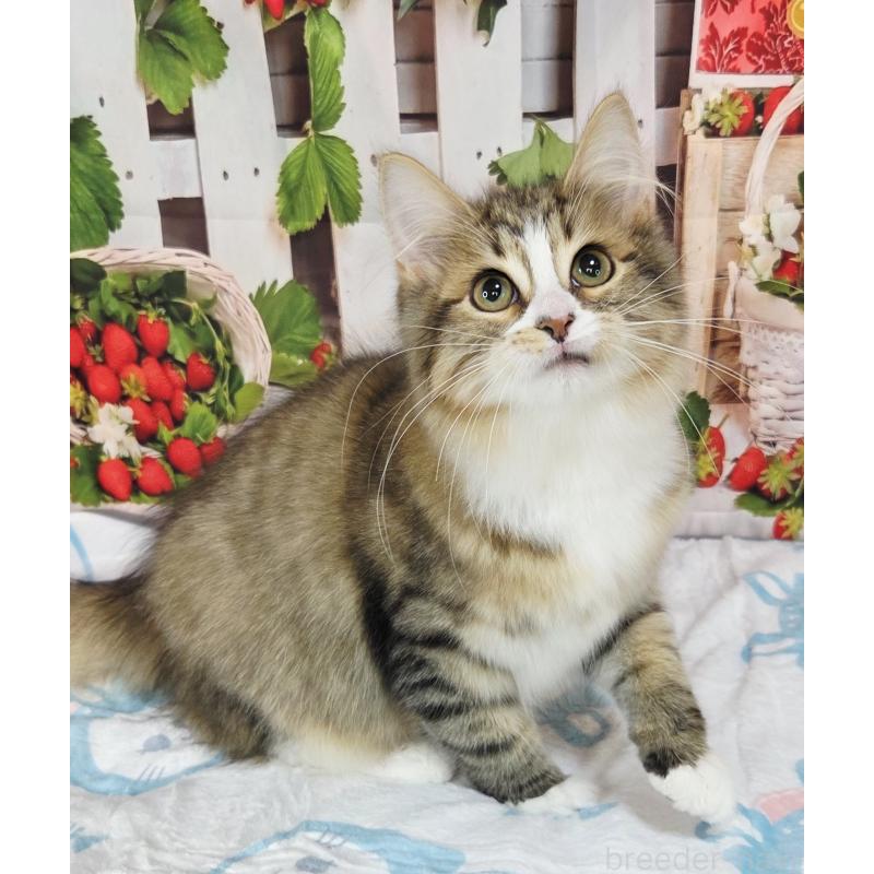 販売中の奈良県のサイベリアン-132474の8枚目