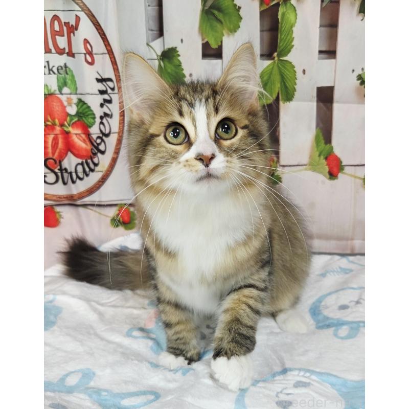 販売中の奈良県のサイベリアン-132474の7枚目