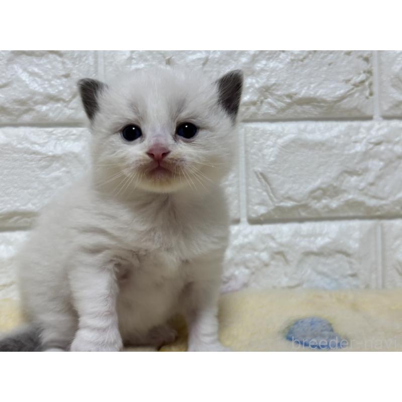 販売中の山梨県のラグドール-136230の9枚目