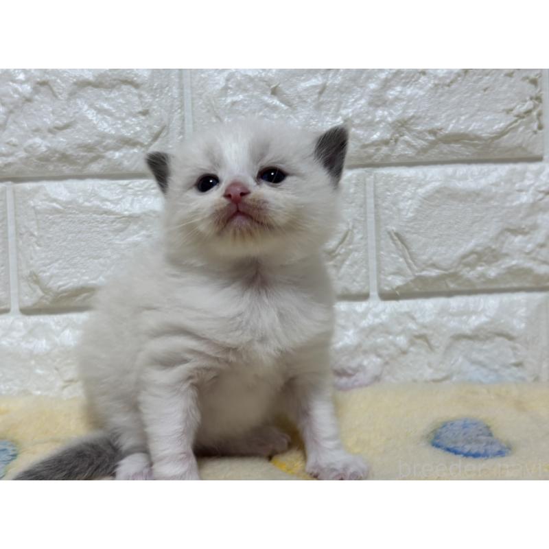 販売中の山梨県のラグドール-136230の8枚目