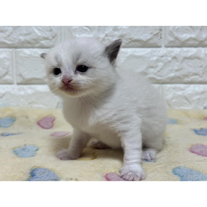 販売中の山梨県のラグドール-136230の7枚目