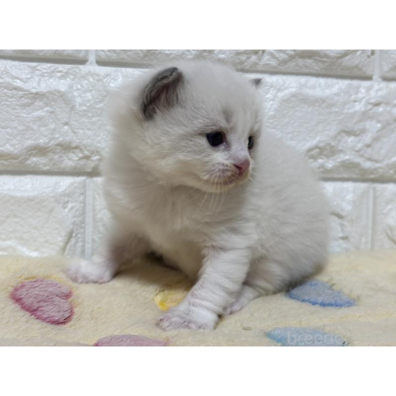 販売中の山梨県のラグドール-136230の6枚目