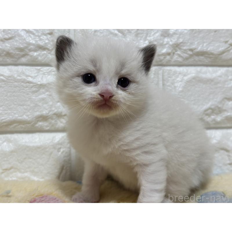 販売中の山梨県のラグドール-136230の5枚目