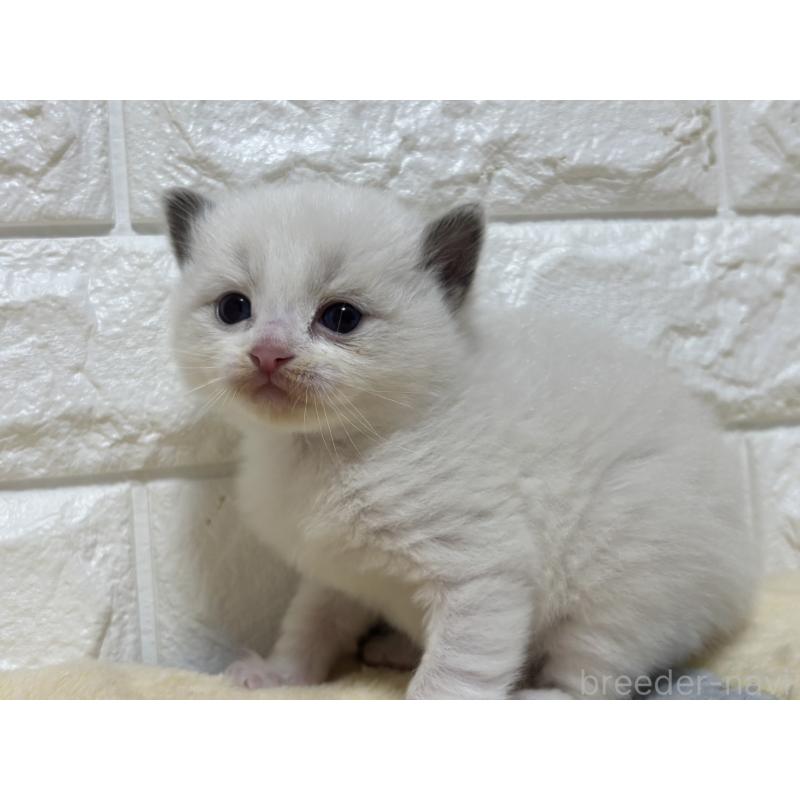 販売中の山梨県のラグドール-136230の4枚目