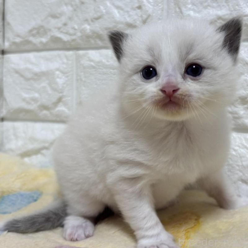 販売中の山梨県のラグドール-136230の1枚目