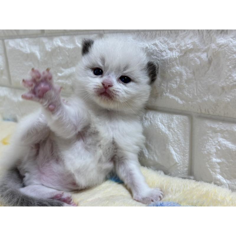 販売中の山梨県のラグドール-136231の12枚目