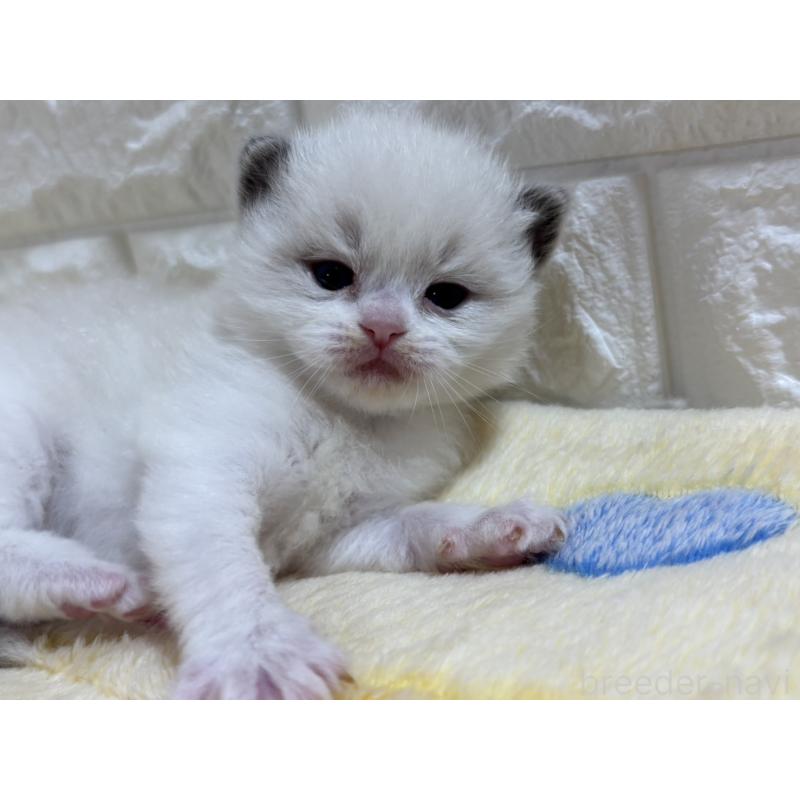 販売中の山梨県のラグドール-136231の10枚目