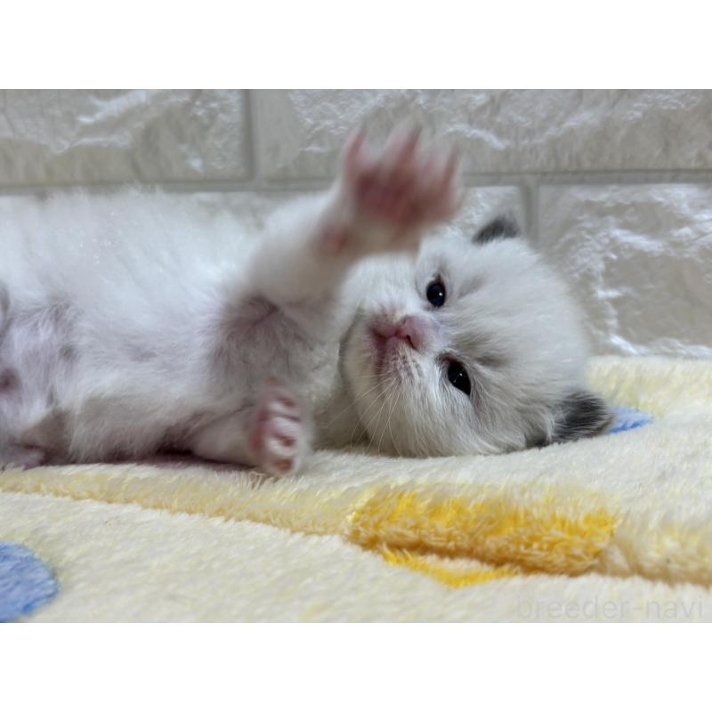 販売中の山梨県のラグドール-136231の8枚目