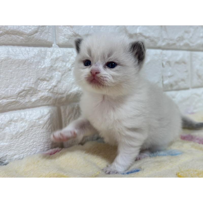 販売中の山梨県のラグドール-136231の7枚目