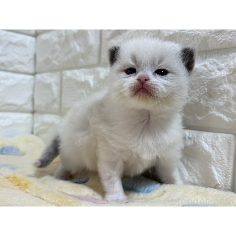 販売中の山梨県のラグドール-136231の6枚目