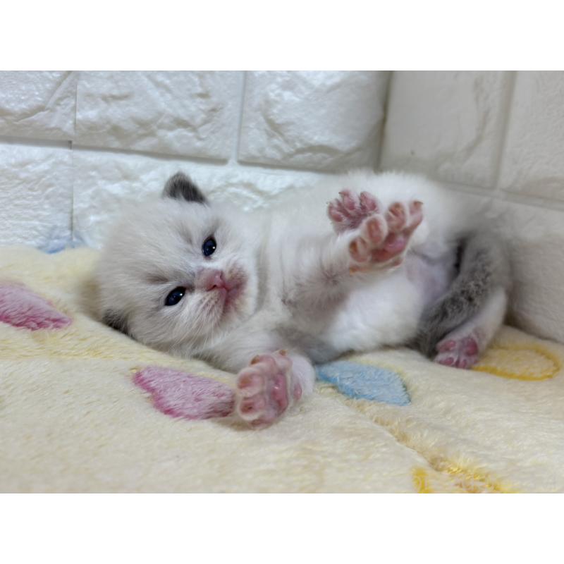 販売中の山梨県のラグドール-136231の5枚目