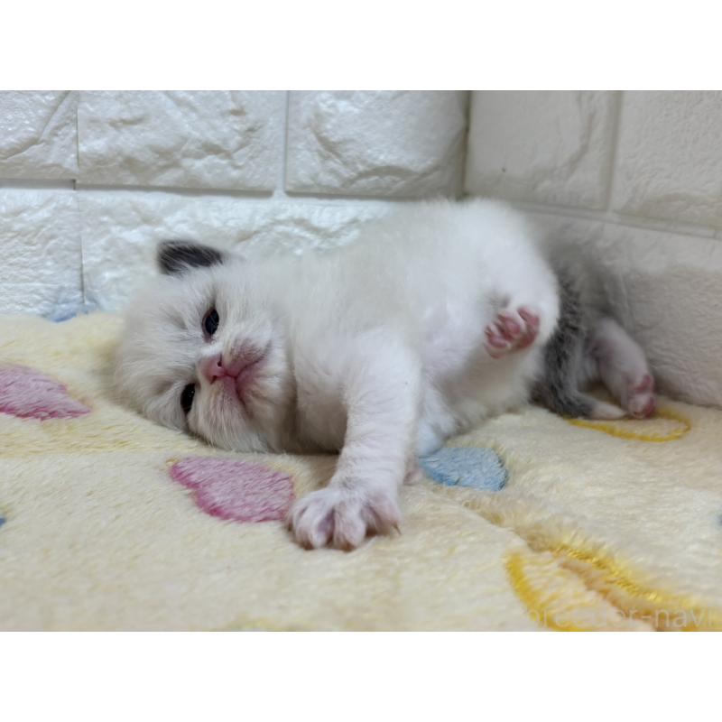 販売中の山梨県のラグドール-136231の4枚目