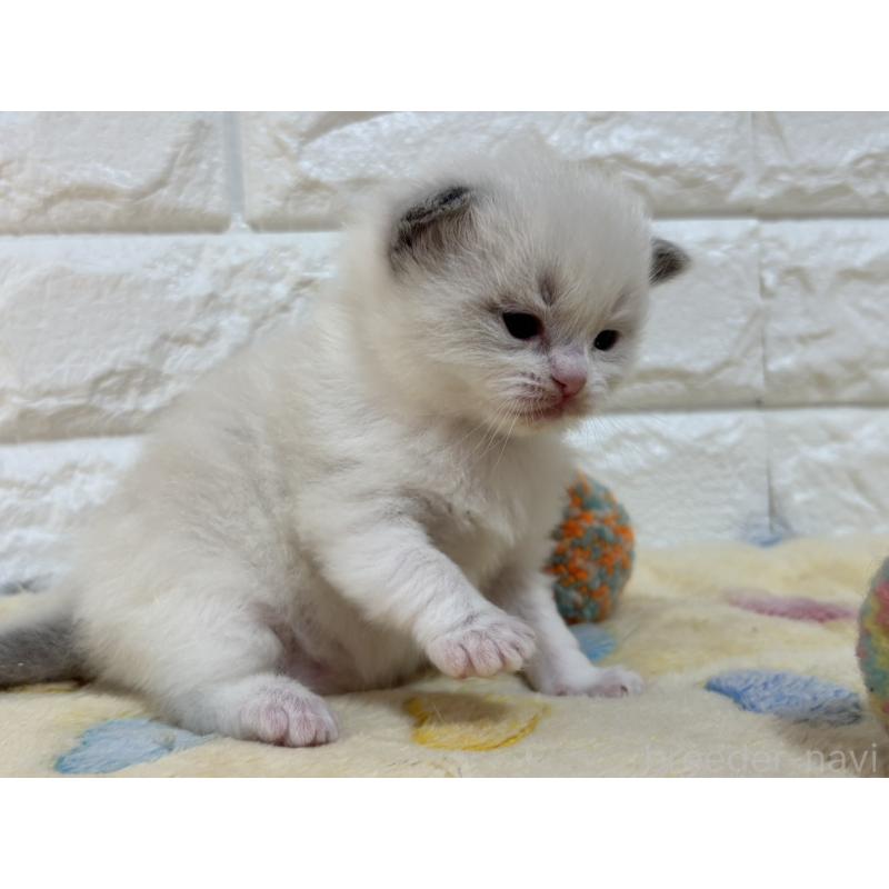 販売中の山梨県のラグドール-136231の3枚目