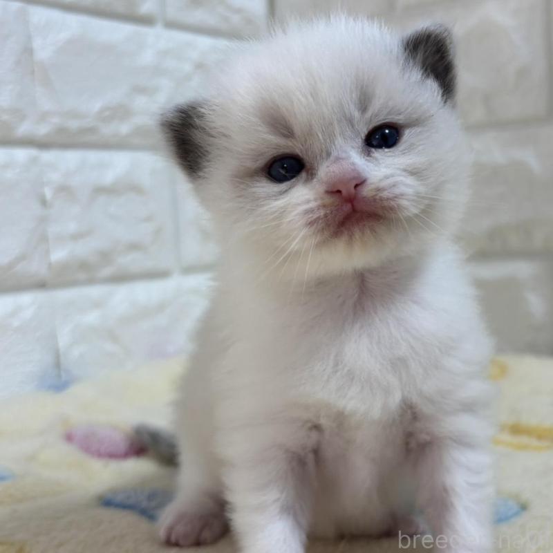 販売中の山梨県のラグドール-136231