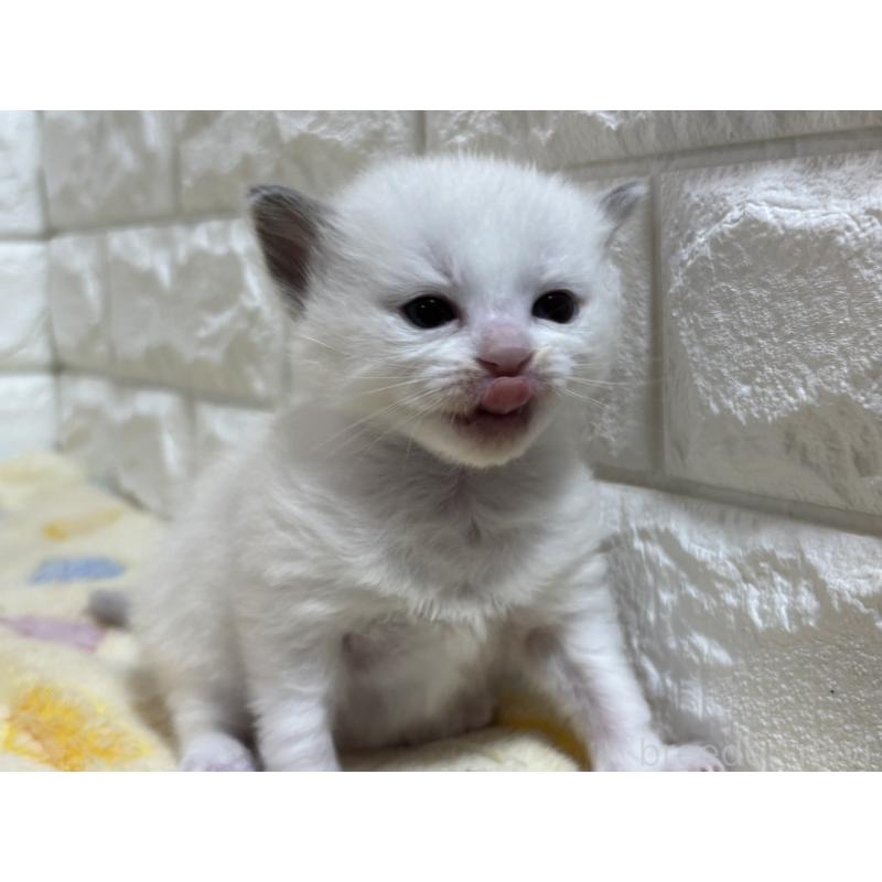 販売中の山梨県のラグドール-136232の9枚目