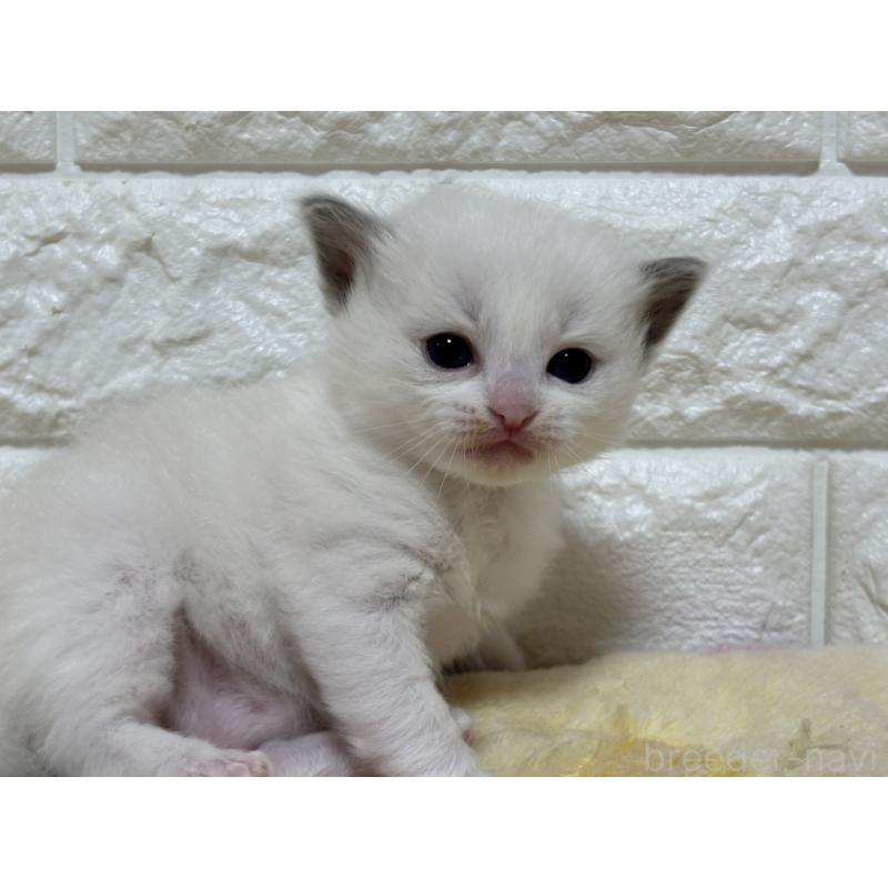 販売中の山梨県のラグドール-136232の10枚目