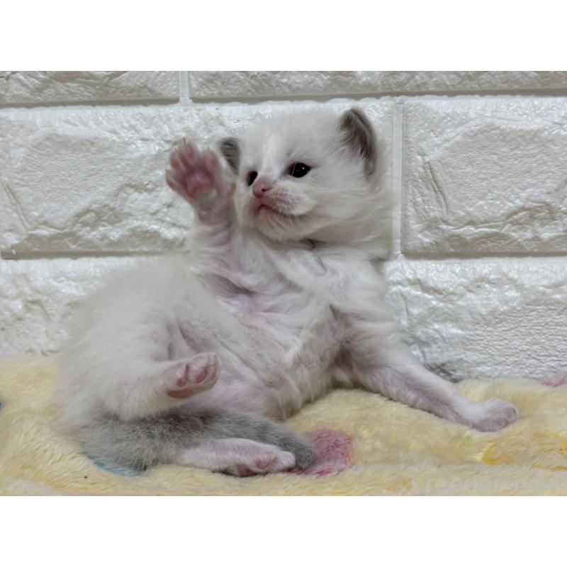 販売中の山梨県のラグドール-136232の8枚目