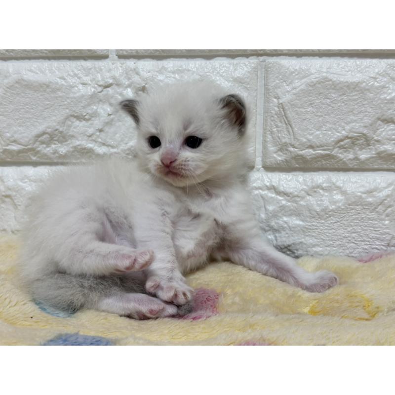 販売中の山梨県のラグドール-136232の7枚目