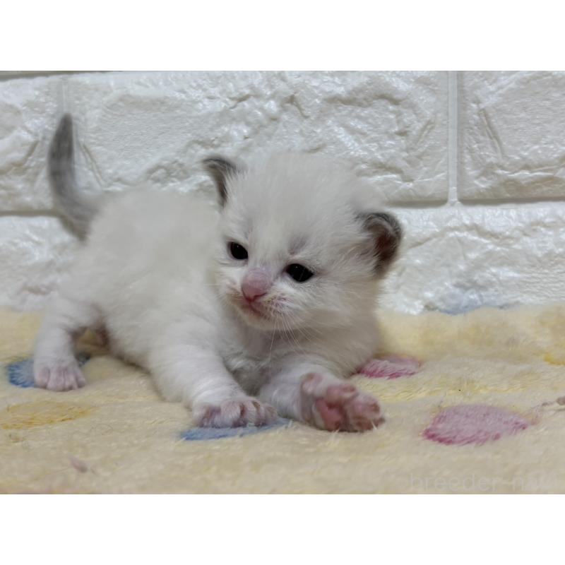 販売中の山梨県のラグドール-136232の4枚目