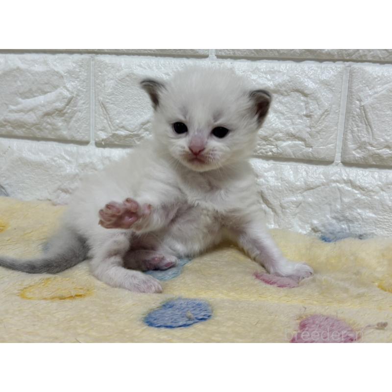 販売中の山梨県のラグドール-136232の3枚目