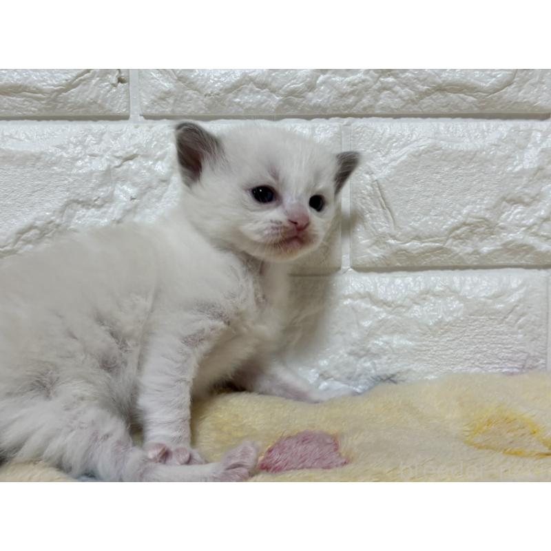 販売中の山梨県のラグドール-136232の2枚目