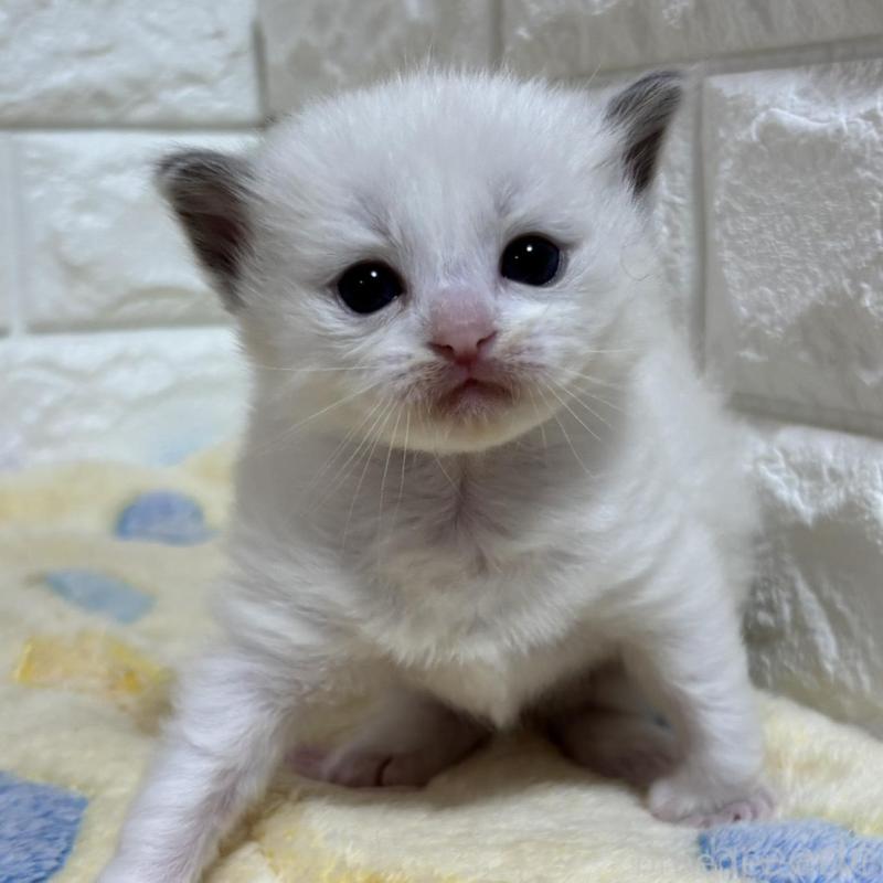 販売中の山梨県のラグドール-136232