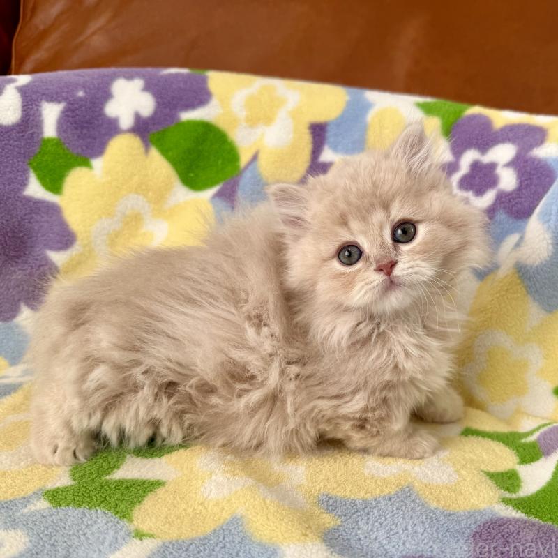 成約済の神奈川県のマンチカン-135186の9枚目