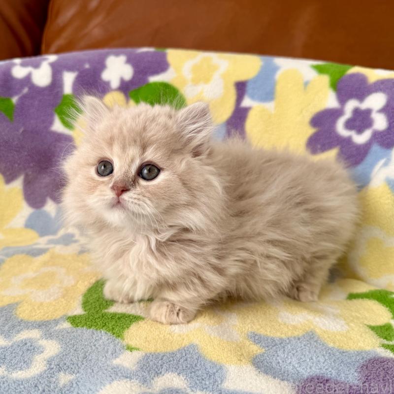 成約済の神奈川県のマンチカン-135186の8枚目