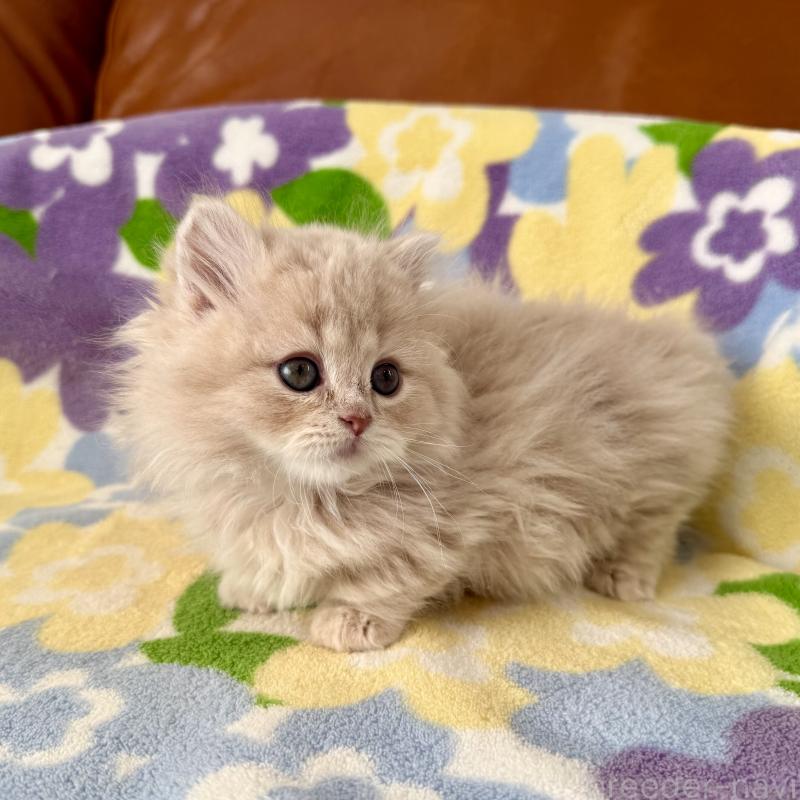 販売中の神奈川県のマンチカン-135186