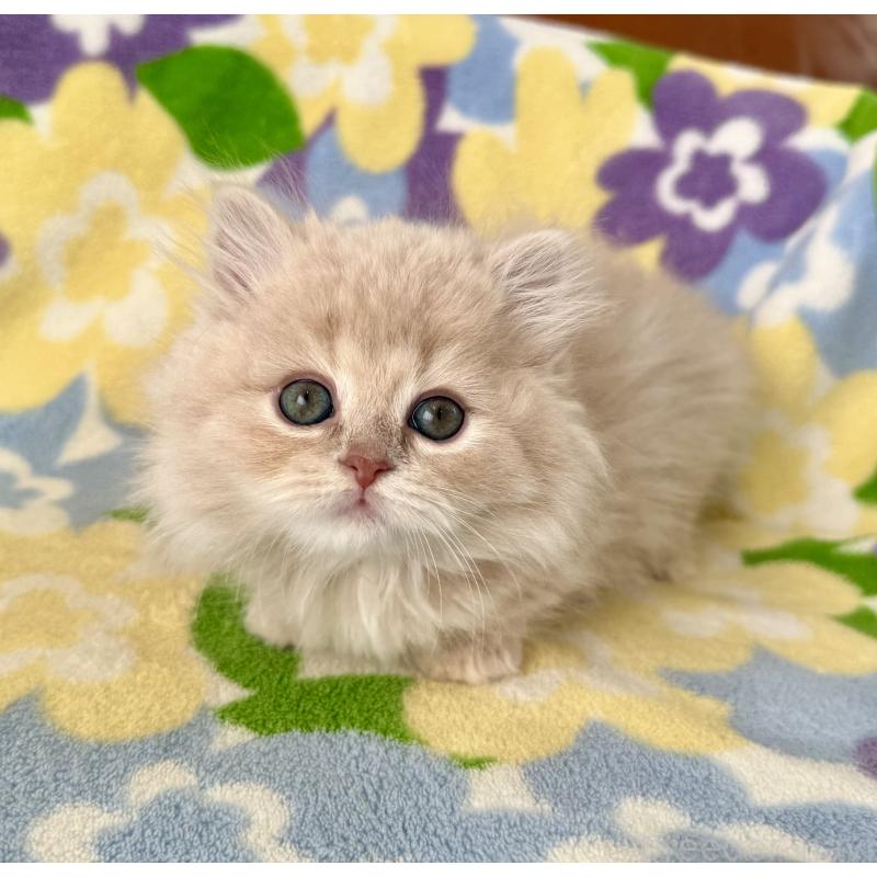 成約済の神奈川県のマンチカン-135186の7枚目