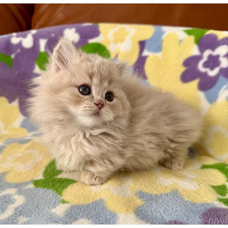 成約済の神奈川県のマンチカン-135186の6枚目