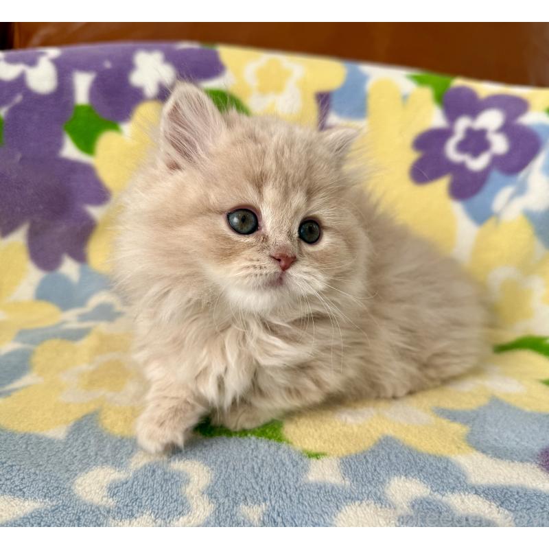 成約済の神奈川県のマンチカン-135186の5枚目