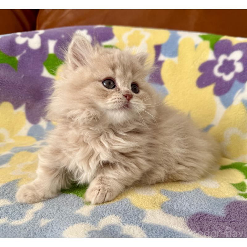 成約済の神奈川県のマンチカン-135186の4枚目