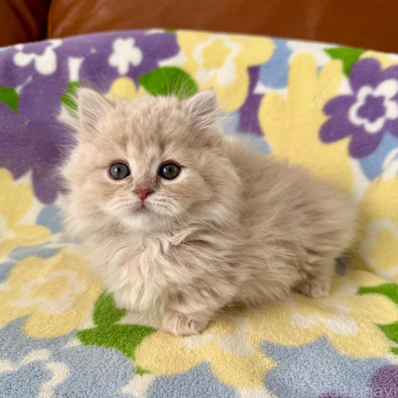 成約済の神奈川県のマンチカン-135186の2枚目