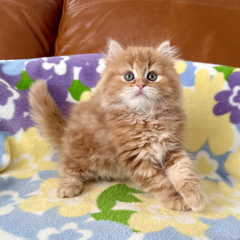 成約済の神奈川県のマンチカン-135188の9枚目