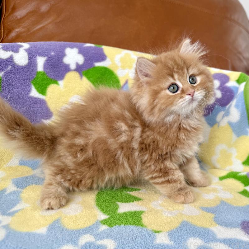 成約済の神奈川県のマンチカン-135188の8枚目