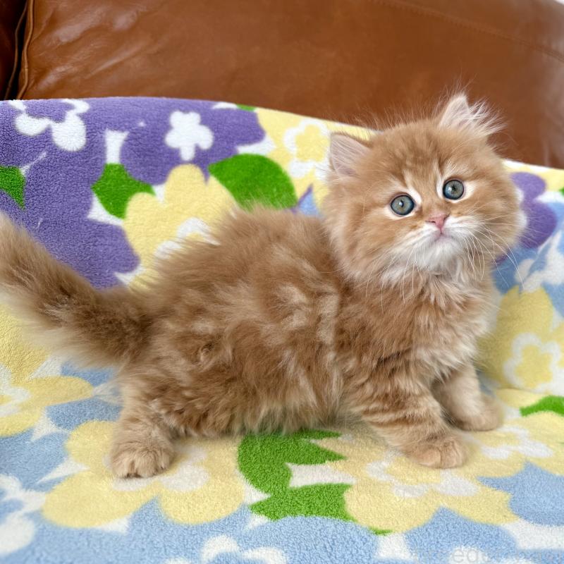 成約済の神奈川県のマンチカン-135188の7枚目